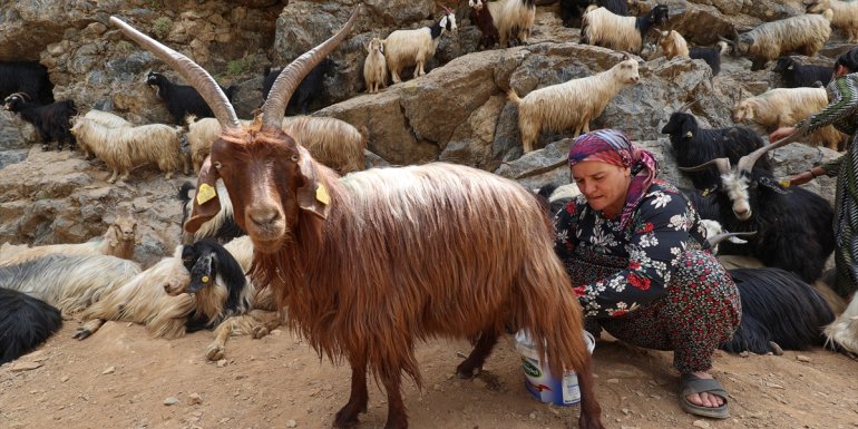 Hakkari'de berivanların dağlardaki süt mesaisi