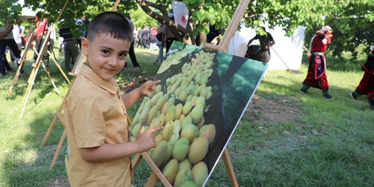 IĞDIR - Kayısı hasadı başladı1