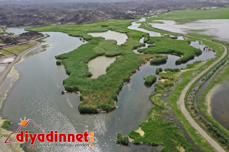Su kuşları yazın sulak alanların kurumasıyla Ağrı Dağı Milli Parkı'na sığınıyor