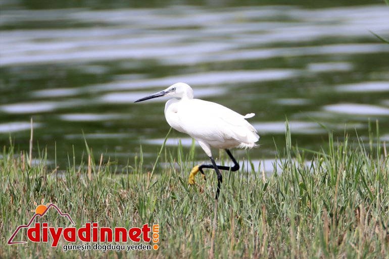 Milli sığınıyor Parkı