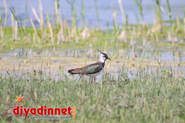 Milli IĞDIR kuşları Su Ağrı Parkı