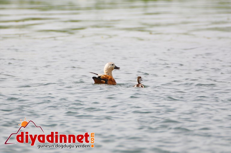 kurumasıyla kuşları Parkı