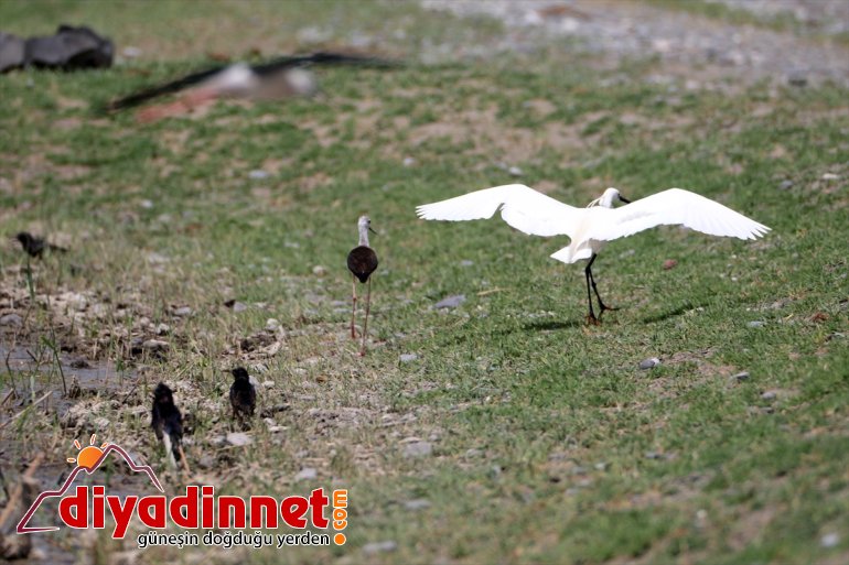 Dağı Ağrı IĞDIR Parkı