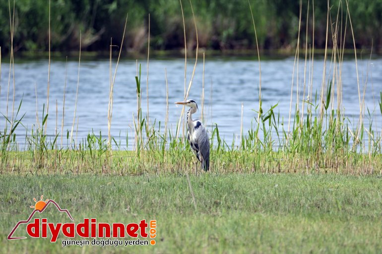Dağı IĞDIR yazın - Milli Ağrı kurumasıyla Parkı