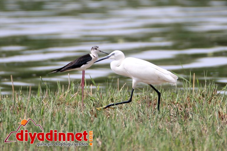 alanların Dağı sığınıyor yazın Milli kuşları Su Parkı