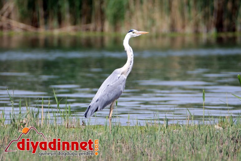 Milli - kuşları IĞDIR Ağrı Parkı