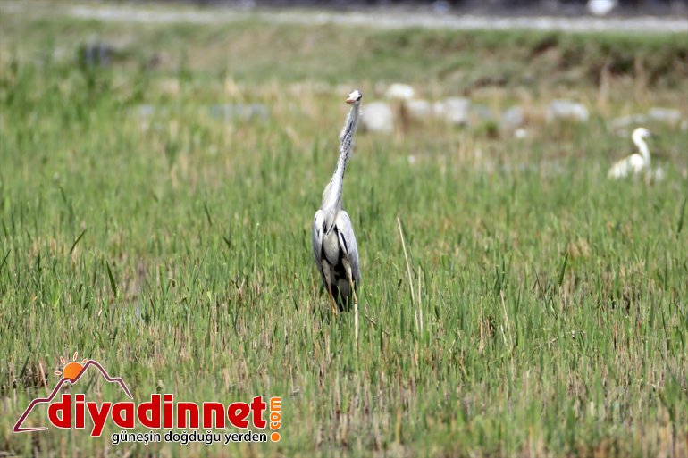 IĞDIR alanların kuşları Su Milli Ağrı yazın Parkı