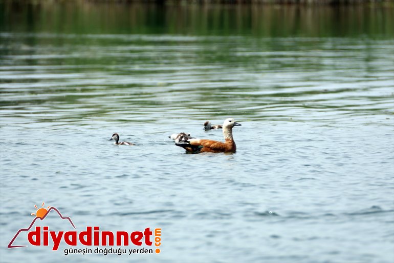 sulak sığınıyor Parkı