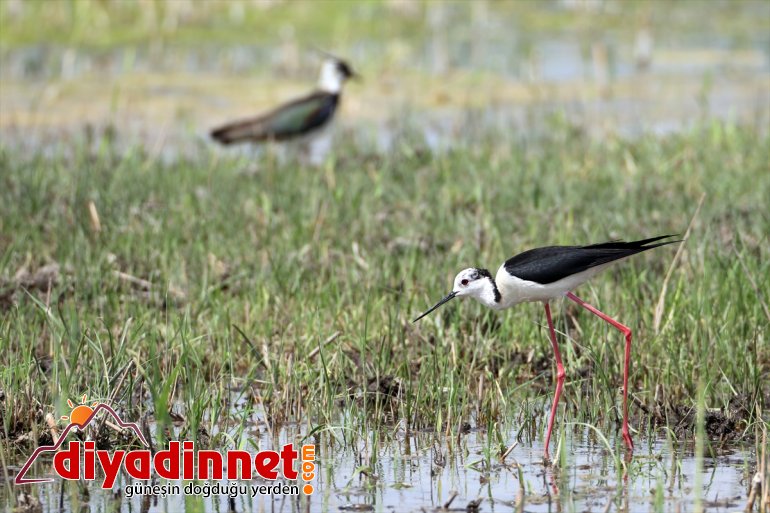 Dağı kuşları alanların Su Milli sulak yazın - kurumasıyla Parkı
