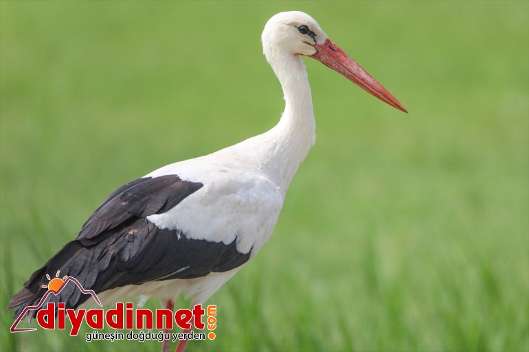 Dağı sulak Ağrı alanların - IĞDIR yazın Parkı