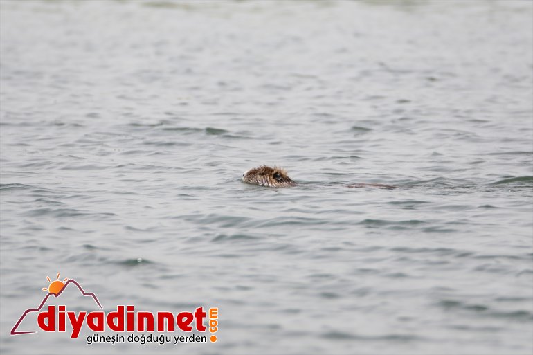 IĞDIR yazın Dağı kurumasıyla alanların sığınıyor Ağrı Milli Parkı