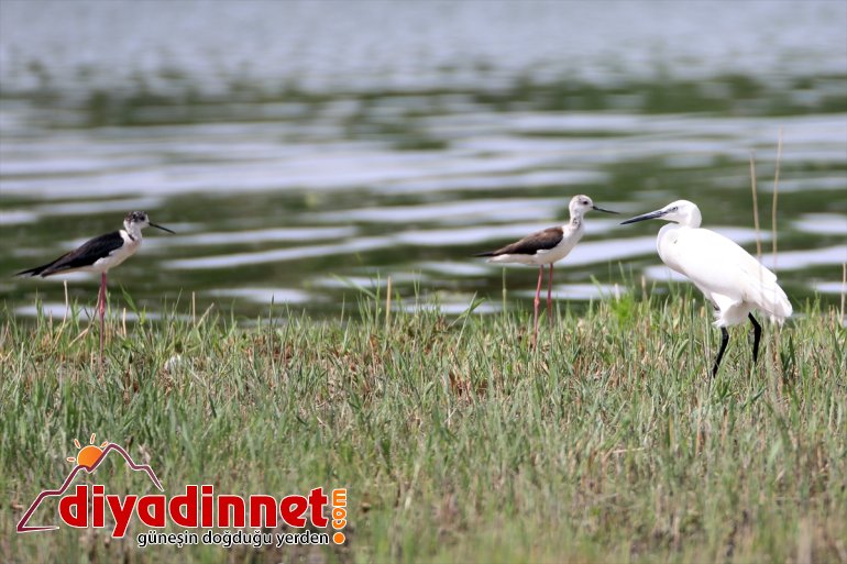 sığınıyor Parkı