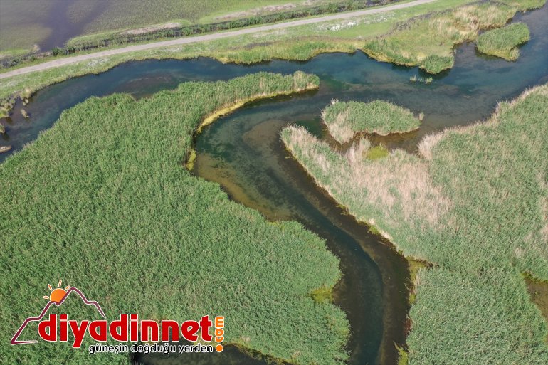 kuşları Ağrı kurumasıyla Milli Dağı Su IĞDIR - sığınıyor alanların sulak yazın Parkı