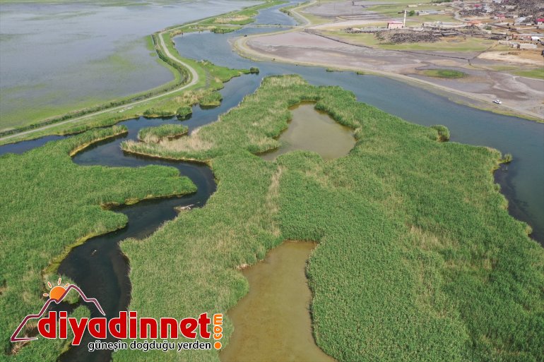 Milli Dağı IĞDIR sulak Ağrı kuşları yazın alanların kurumasıyla sığınıyor Su Parkı