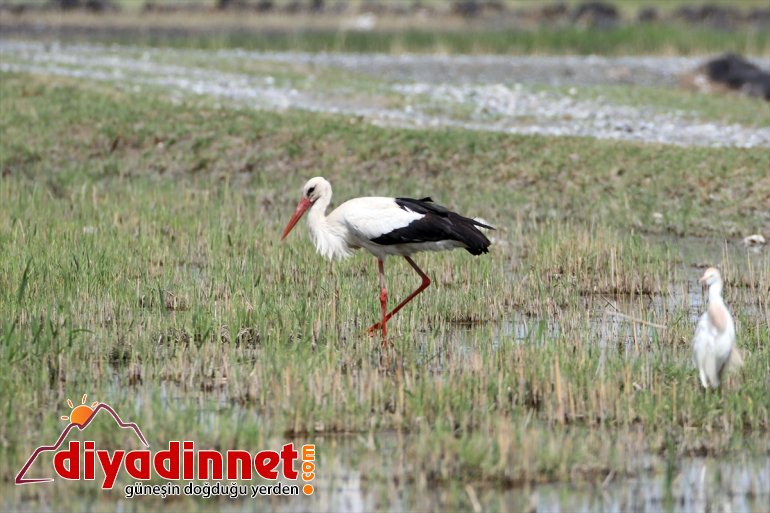 yazın Su Milli alanların sığınıyor sulak Parkı