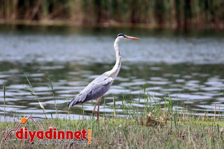 kurumasıyla sığınıyor Su Milli IĞDIR yazın alanların sulak - kuşları Dağı Ağrı Parkı
