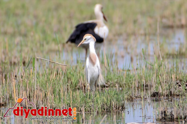 Milli alanların IĞDIR Ağrı Dağı Su kuşları Parkı