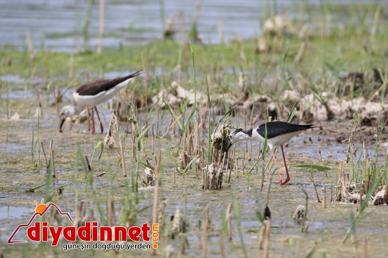yazın Ağrı Parkı