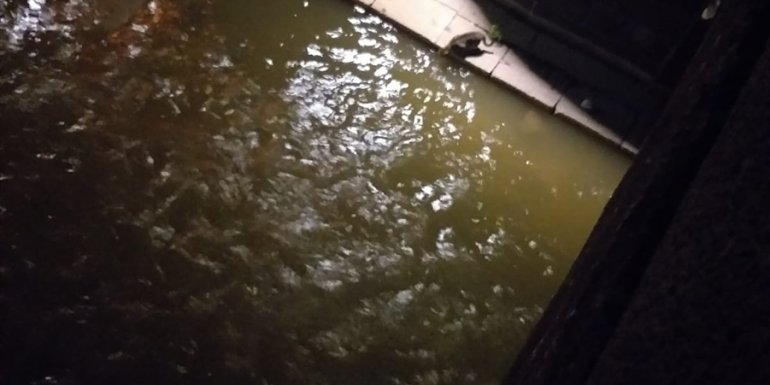 Kars Çayı'nda mahsur kalan kedi itfaiye ekiplerince kurtarıldı