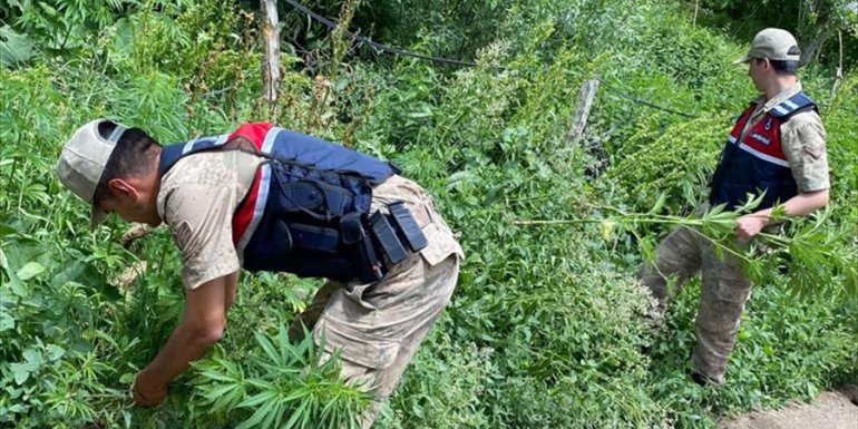 Kars'ta bahçelerinde kenevir ektikleri iddiasıyla 2 şüpheli yakalandı