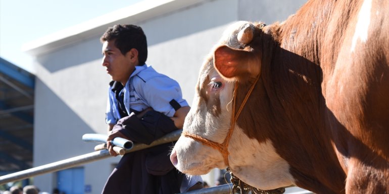 Kurbanlıklar pazara inince sıkı pazarlıklar da başladı
