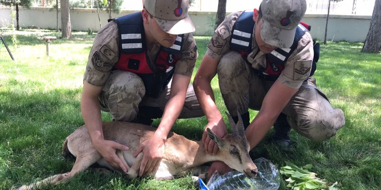 Malatya'da jandarmanın bulduğu yaralı dağ keçisi tedavi altına alındı