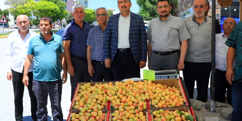 Malatya kayısısı tezgahlarda