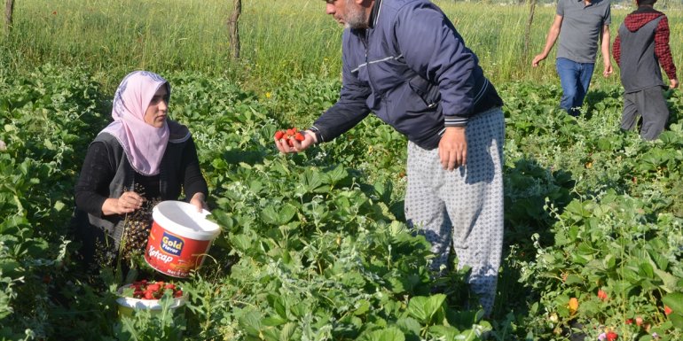 MUŞ - Devlet desteği ile kurulan bahçelerde çilek hasadına başlandı1