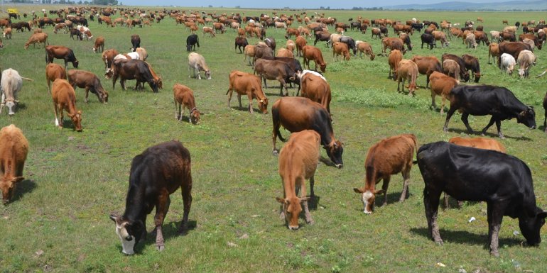 MUŞ - Devlet desteğiyle hayvancılık gelişiyor1
