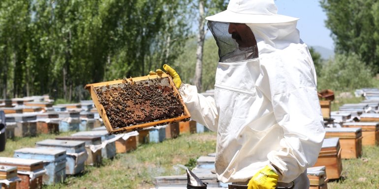 MUŞ - Gezgin arıcılar kaliteli bal için Muş
