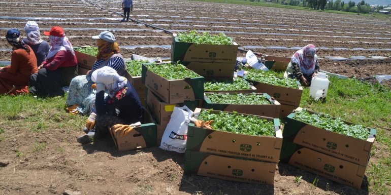 MUŞ - Karpuz ve kavun ekimine başlandı1