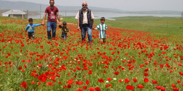 Muş Ovası'nı gelincikler süsledi