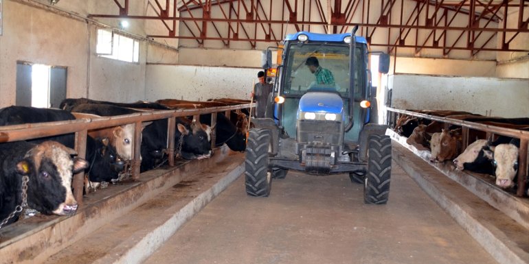 Muşlu besici devlet desteğiyle kurduğu çiftlikte yetiştirdiği kurbanlıkları İstanbul