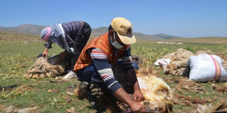 Muşlu besiciler koyunları kırkmaya başladı