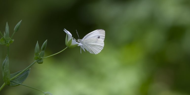 Ovacık kelebeklerle renklendi