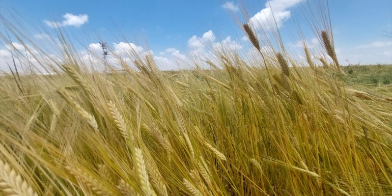 Sürdürülebilir Arazi Yönetimi ile tarımsal verim artırılıyor