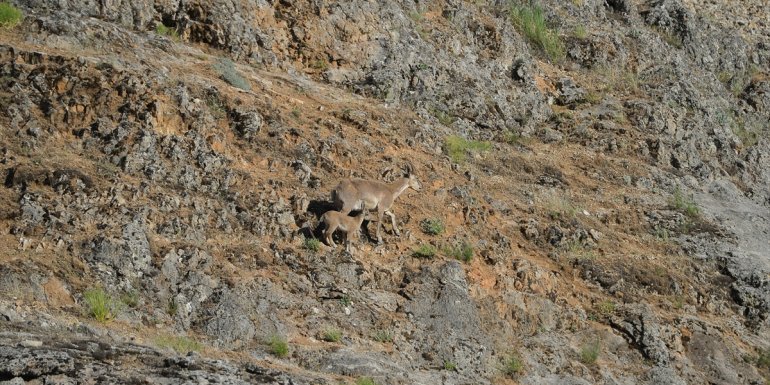 TUNCELİ - Bağın Vadisi