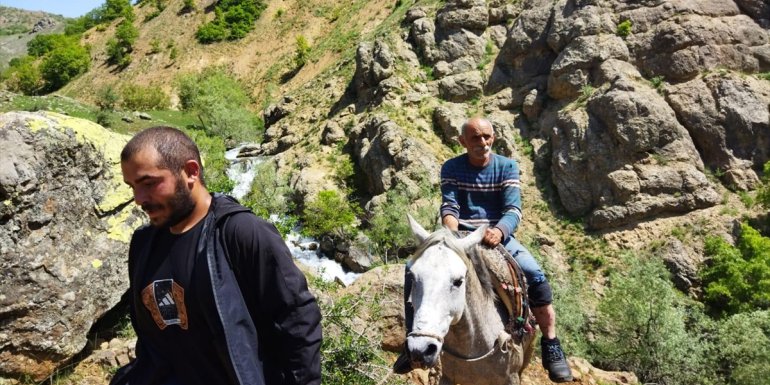 Tunceli'de bozayının saldırdığı kişi yaralandı