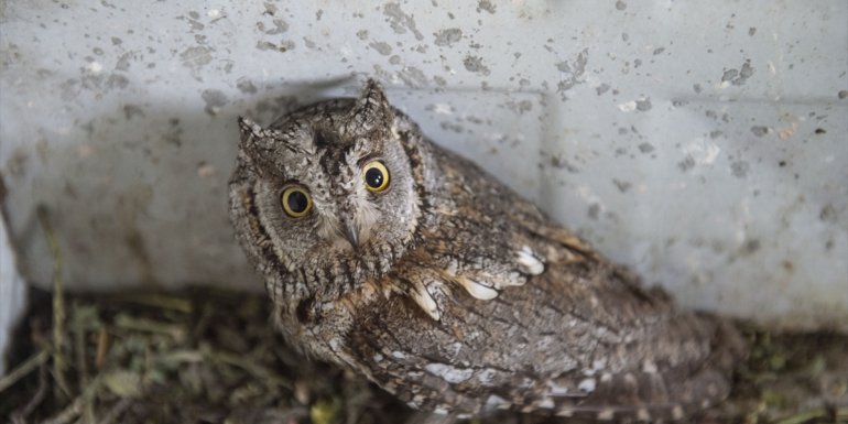 Tunceli'de yaralı bulunan İshak kuşu tedavi altına alındı