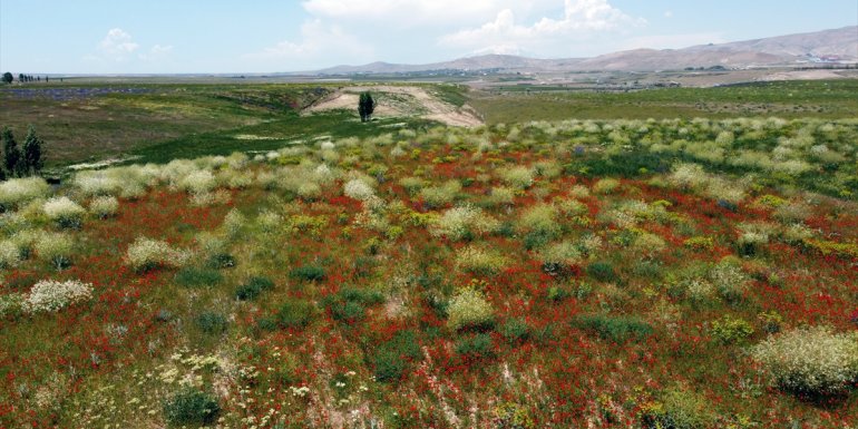 Van'da doğa, gelincik çiçekleriyle renklendi