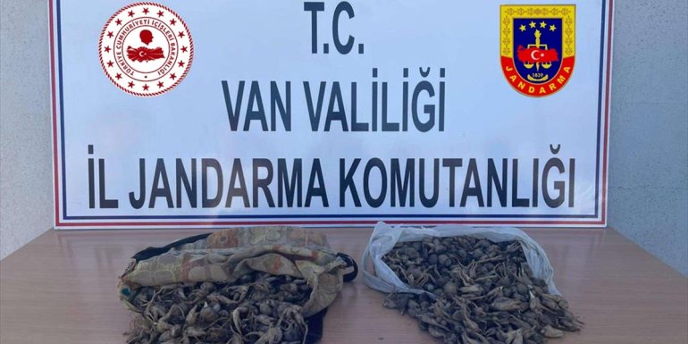 Van'da salep soğanı toplayan 4 kişiye 438 bin 372 lira ceza uygulandı