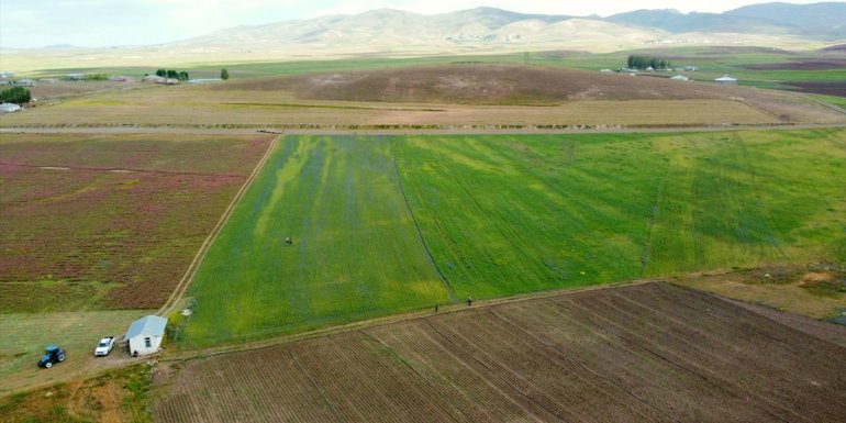 Van'ın Özalp ilçesinde 1500 ton arpa hasadı bekleniyor