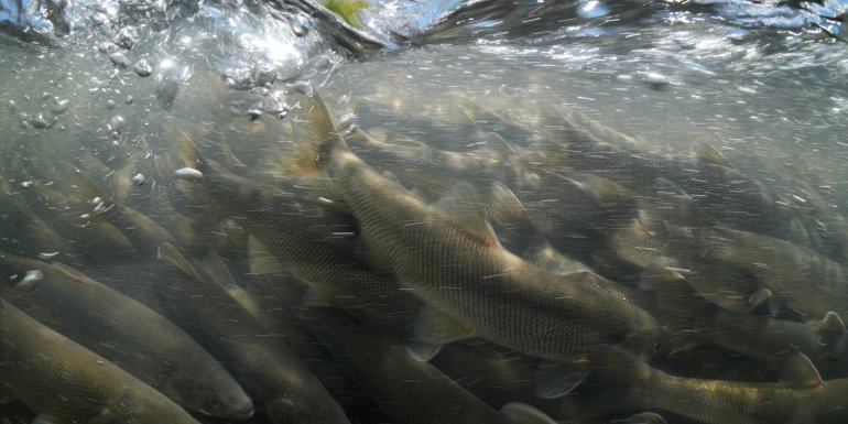 İnci kefalinin zorlu yolculuğu su altı kamerasında