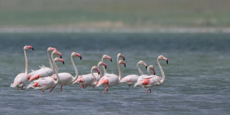 VAN - Kuraklıktan kurtulan sulak alanlar yeniden kuşlara yuva oldu1