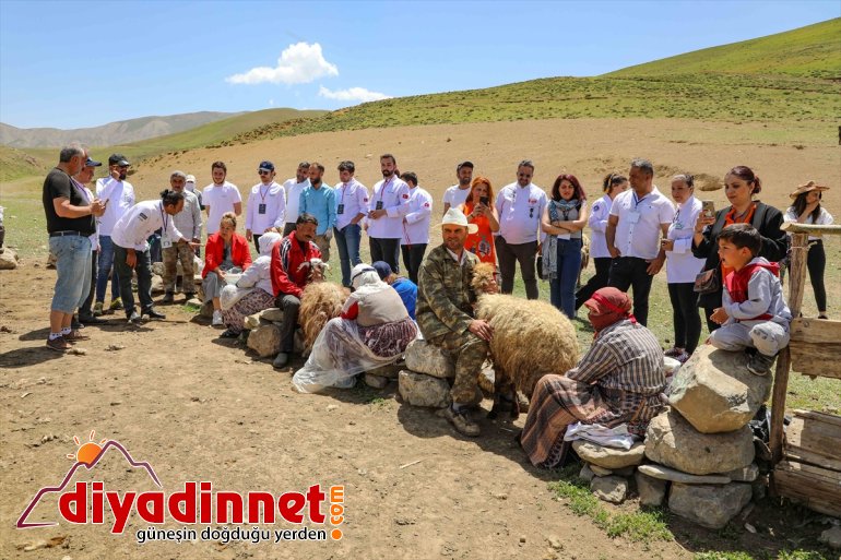 Van'da yerli ve yabancı aşçılar yaylada koyun sağımını izledi