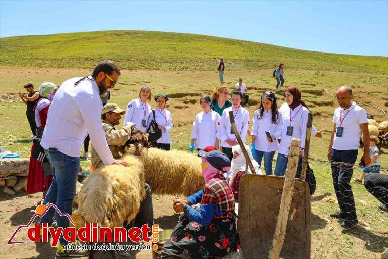 VAN sağımını - koyun Yerli yaylada aşçılar izledi yabancı ve 2