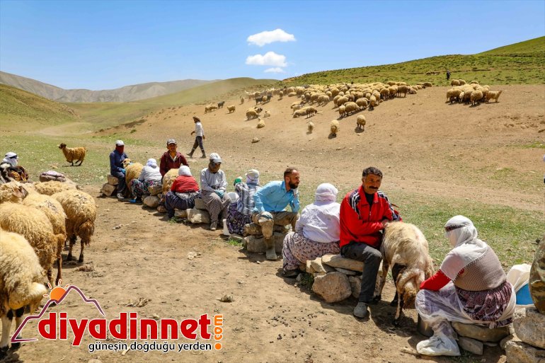 izledi Yerli yabancı sağımını koyun VAN ve aşçılar - yaylada 11