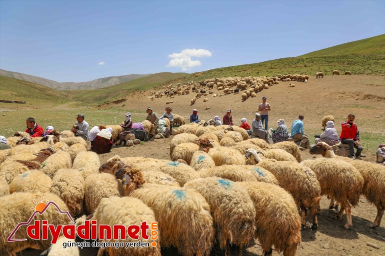 aşçılar koyun ve yabancı - izledi yaylada Yerli sağımını VAN 12