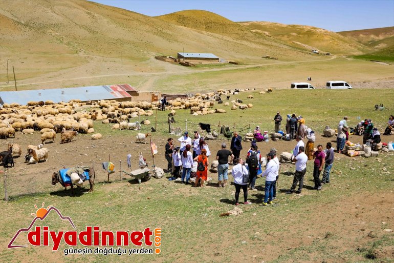 koyun sağımını VAN yabancı aşçılar izledi - ve Yerli yaylada 3