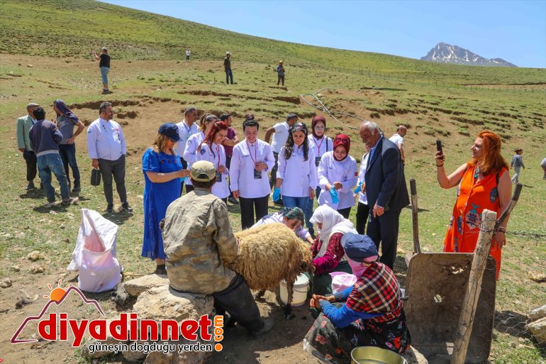 aşçılar sağımını izledi yabancı koyun VAN ve yaylada - Yerli 4